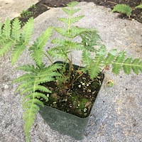 Cyathea dealbata 